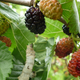 Illustration for article titled The Tastiest Berries That Grow Wild In North America